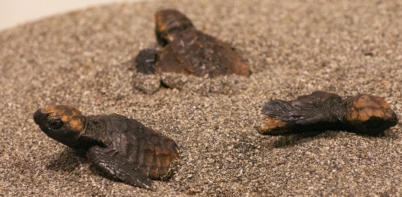 高知県の砂浜には、毎年アカウミガメが卵を産みに上陸してきます。