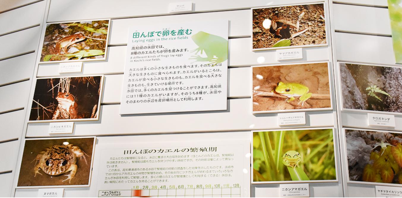 高知県の水田では、8種のカエルたちが卵を産みます。