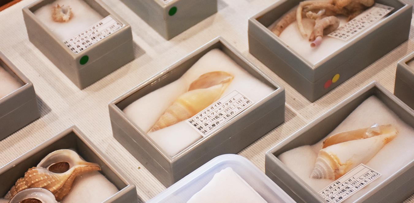 高知県がタイプ産地(新種が初めて確認された場所)となっている貝を展示しています。